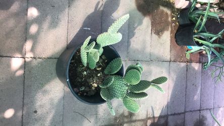 Opuntia micródasis cactus