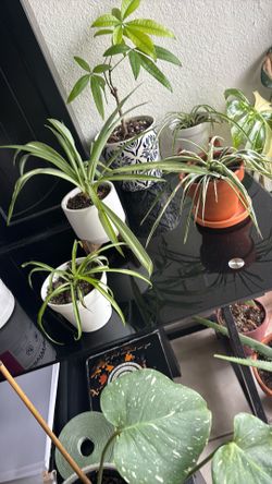 Spider plants