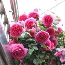 Rare European, Japan rose plants :       PARADE