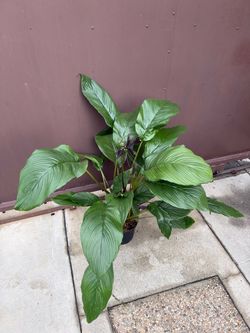 Xl black bat plant in 8” pot
