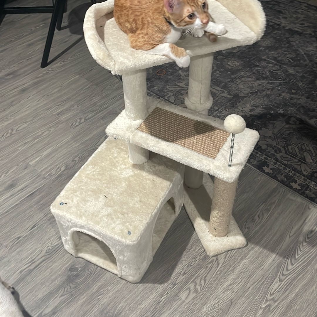 Kitten Tower (cat Not Included) for Sale in Highland, CA - OfferUp