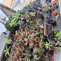12/2,3 This Weekend Selection At Jason's Local Garden Located At New River Grove In Davie 