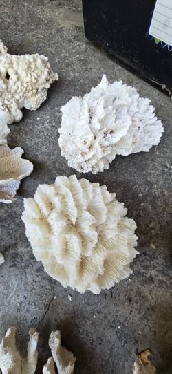 Life Rock Aquarium Decoration Corrales 