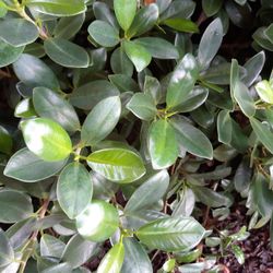 Free “CUTTINGS” of Green Island Ficus Plants 🔻SEE BELOW🔻