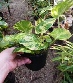 Variegated Pothos Philodendron Aroid Houseplant