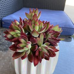 Plant Red  
