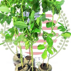 Moringa Tree's 5 Count With Free Moringa Seeds 