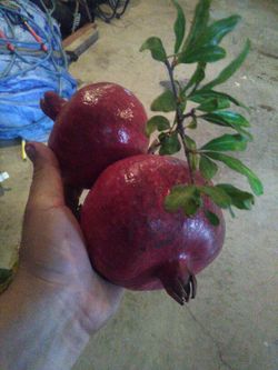 Home grown organic pomegranites