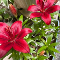 Asiatic Lilies Perennial Plants.