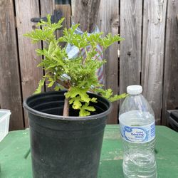 Mosquito Plant Citronella planta - Pelargonium Citrosum