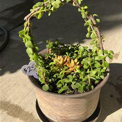 Cute Succulent Planters