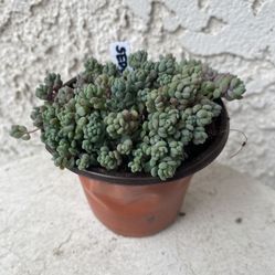 3 Inch Pot Succulent Plant - Sedum Dasyphyllum -  Thick-leaf Stonecrop - Rooted & Established - Drought Resistant - 🪴