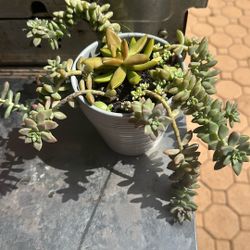 Succulents Hanging Flowers 