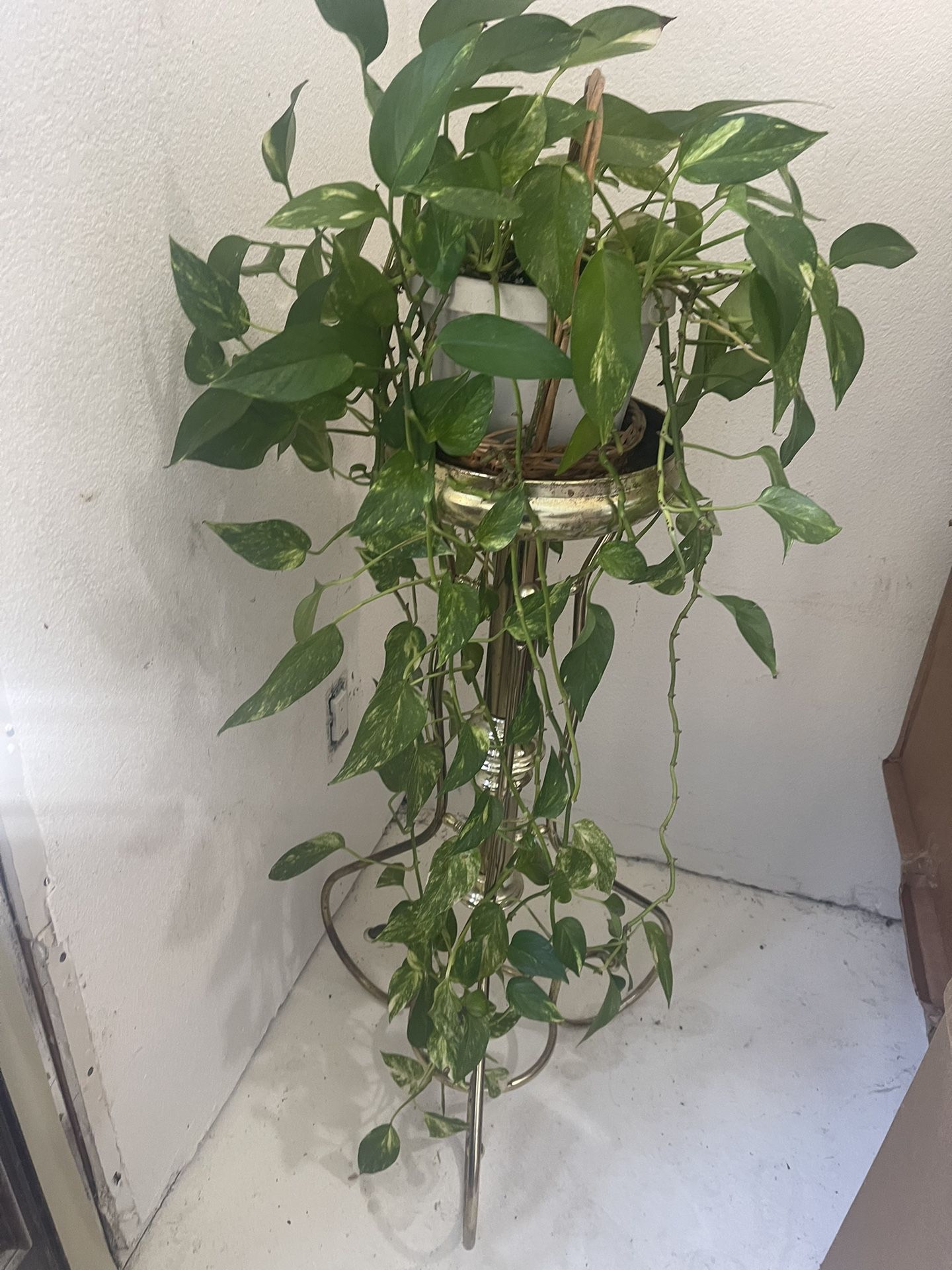 Plant On Pedastel For Room