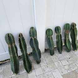 3 For $10 🍎  🌵 Cuttings 