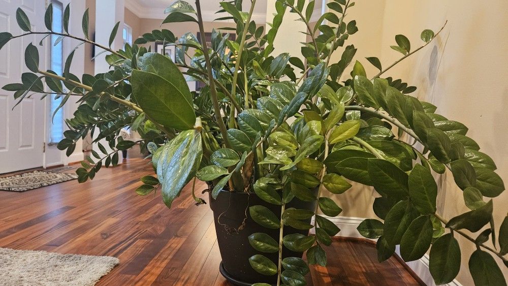 Massive ZZ PLANT