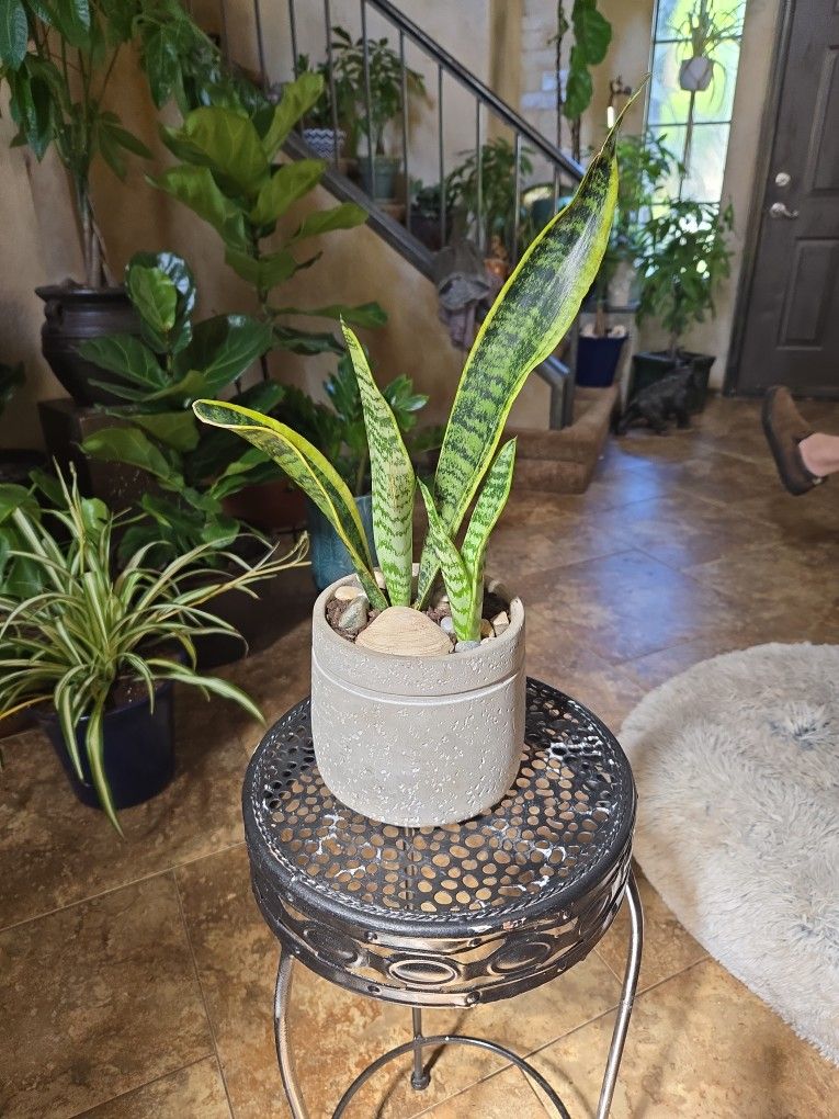 Sansevieria Snake Plant In 6in Ceramic Pot With Shells And Stones