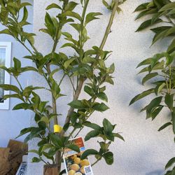 Fruit Trees