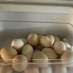 Fertile Chicken Eggs (free R00sters)