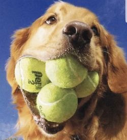 Tennis Balls - Dog Toys - Kid Tennis
