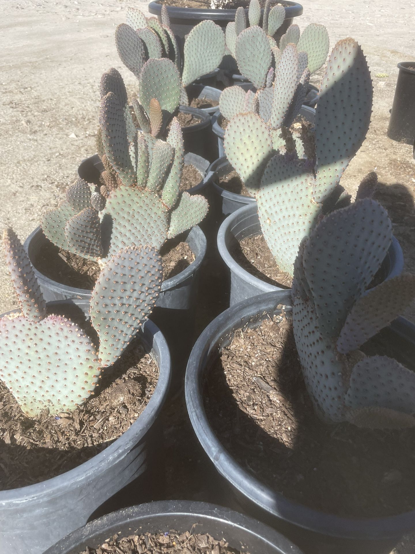 Beaver Tail Opuntia 5gallon
