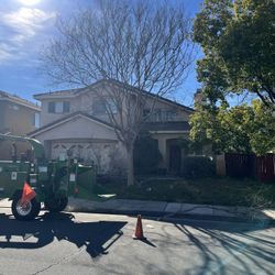 🦦Tree Trimming🪵