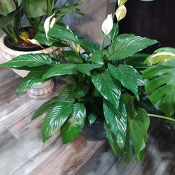 Peace Lily 