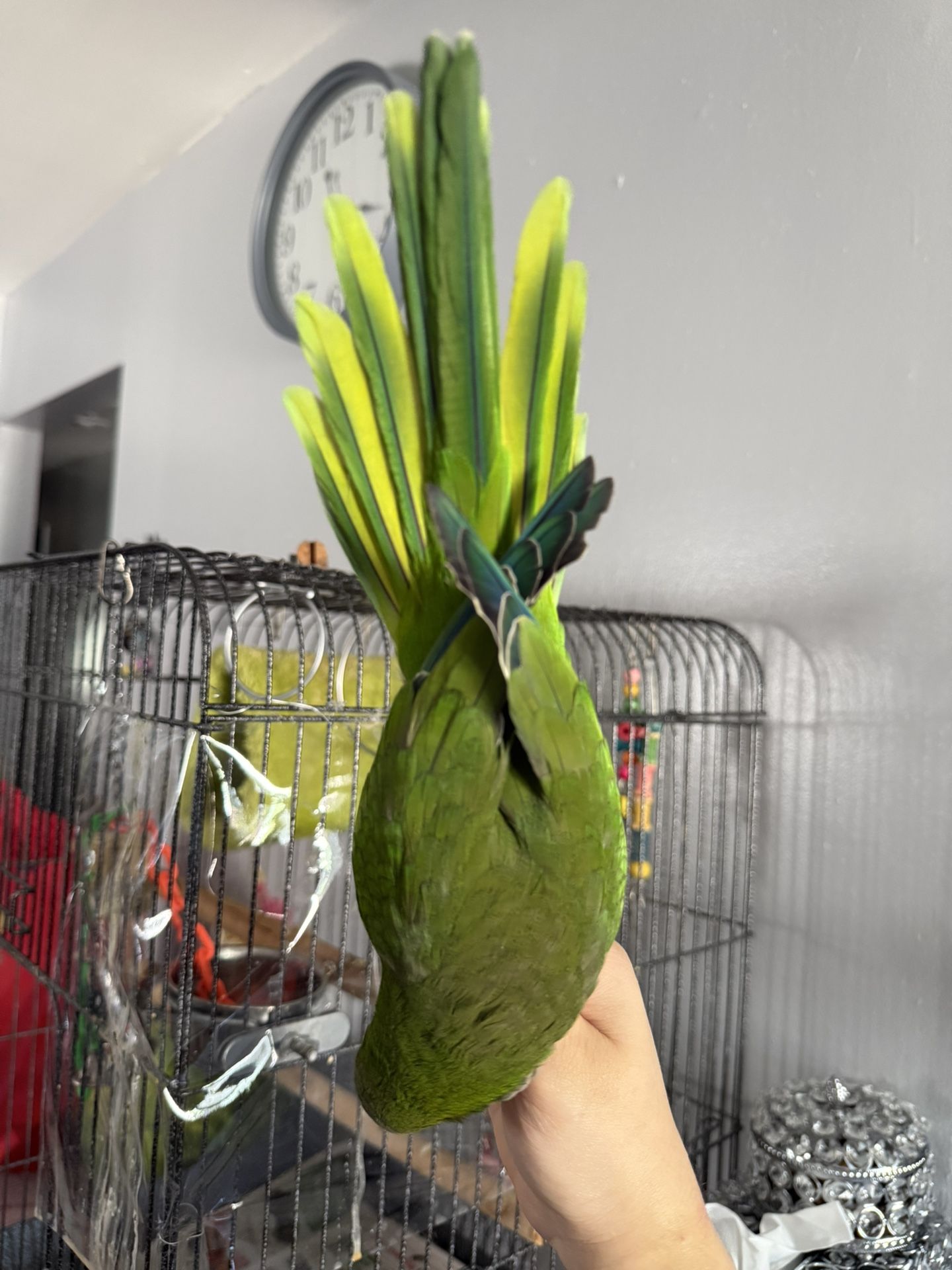 Quaker Parrot