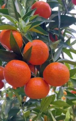 Cara Cara Orange Tree 🪴$45 each