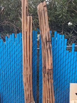 Saguaro  squeleton