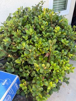 Free Drought tolerance bushes