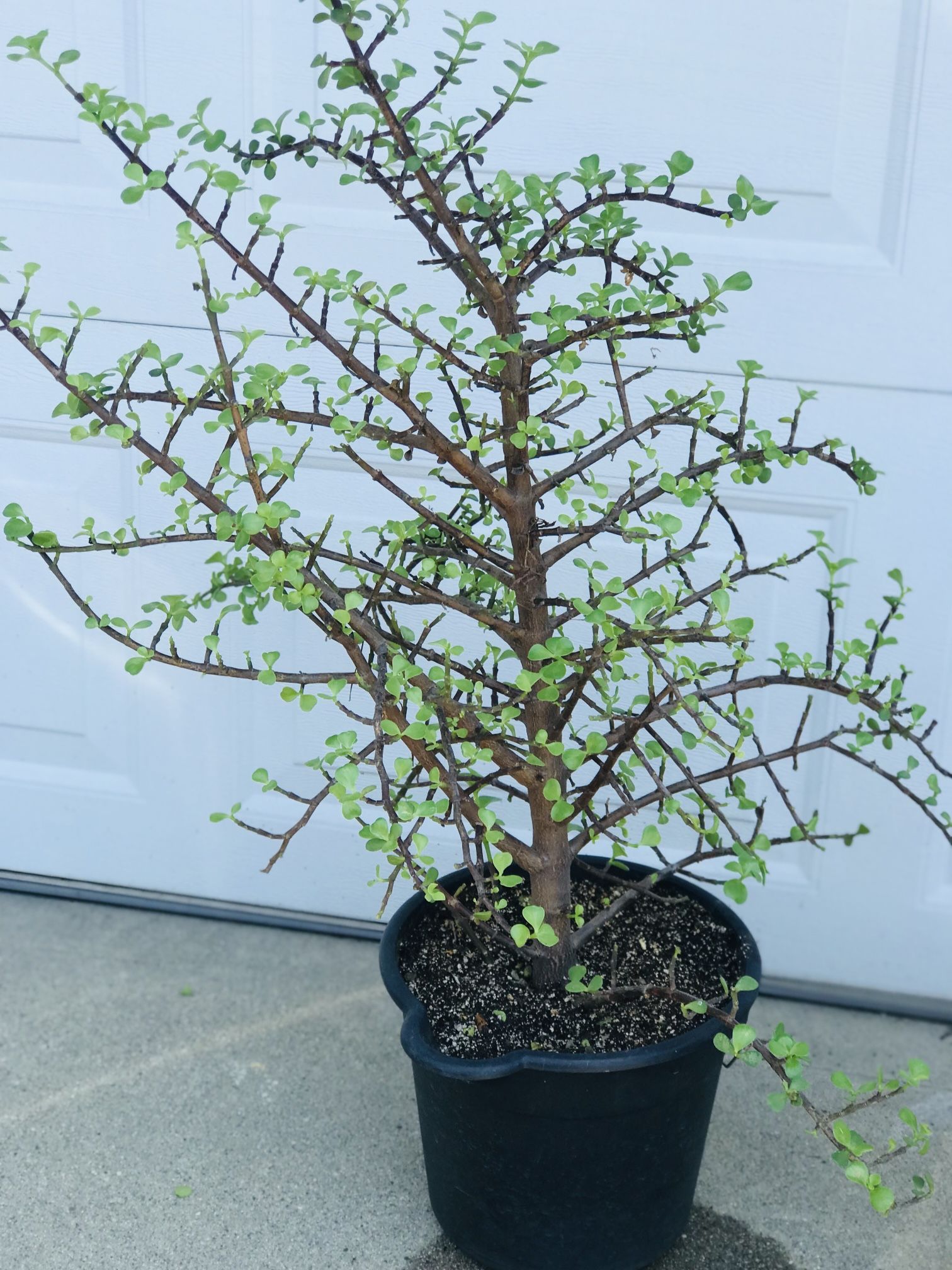 $12 Elephant ear jade plant