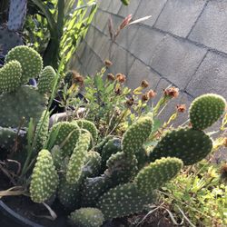 Cactus