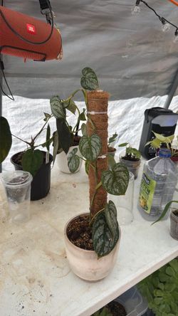 Philodendron Brandi Plant 🌱