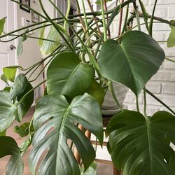 BIG & BEAUTIFUL MONSTERA
