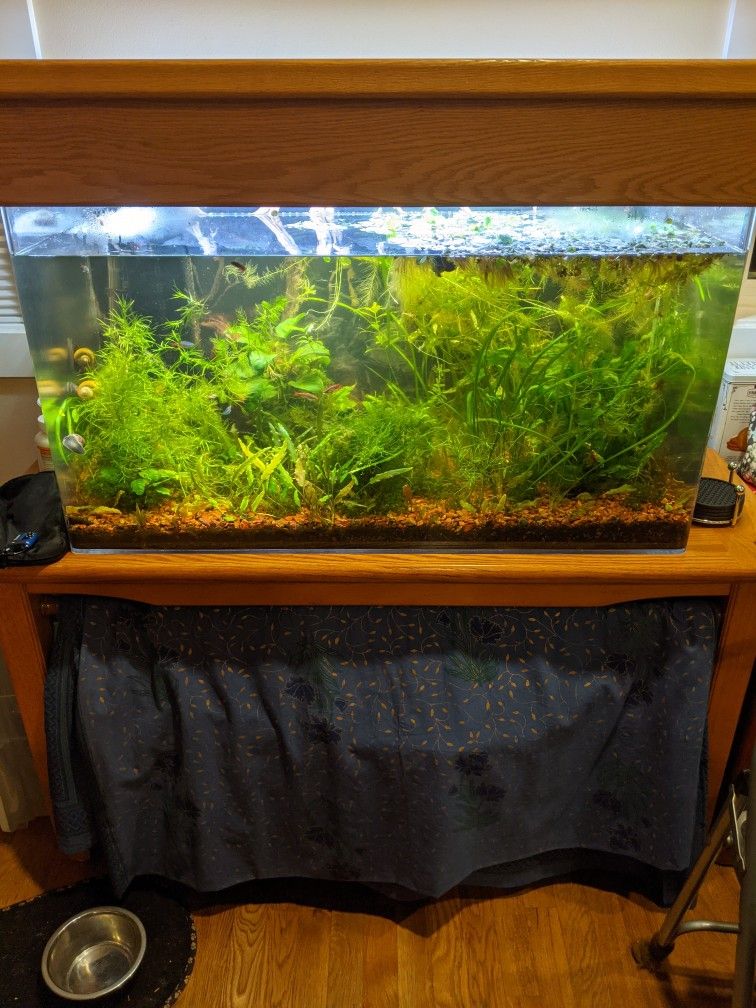 50 Gallon Aquarium With Hood And Stand