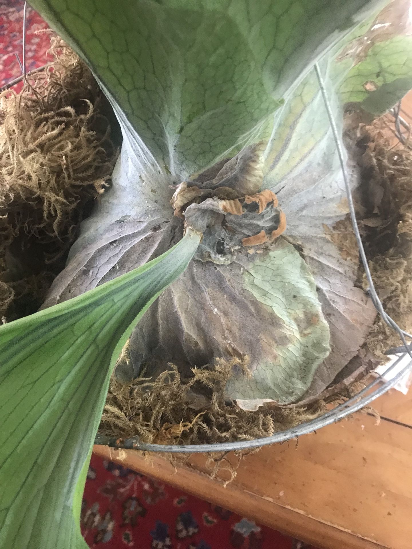 Moose horn fern. It is sad.