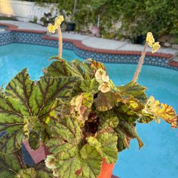Wild Pony Begonia With Blooms
