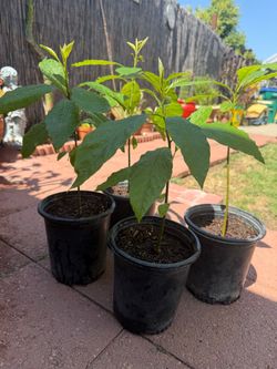 Hass Avocado trees 19”-22”tall, each $9