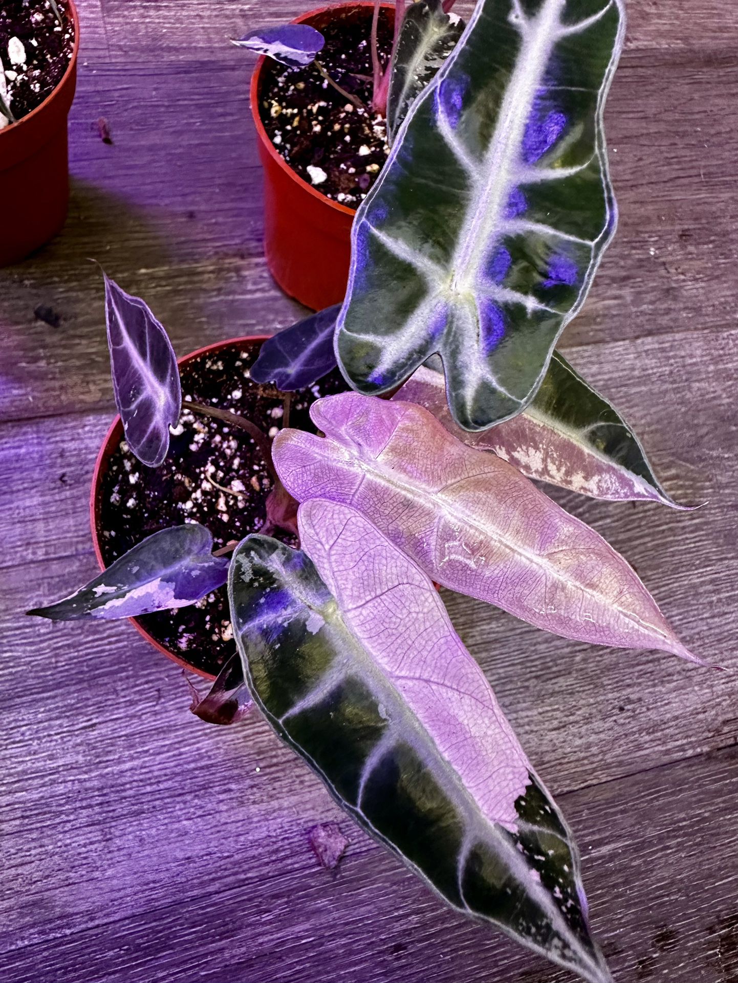 Alocasia Pink Bambino Variegated Plant Rare Indoor Plants 