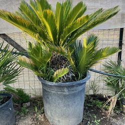 Sago Plant