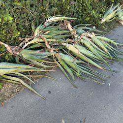 free aloe vera