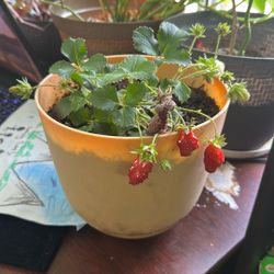 Strawberry Plant