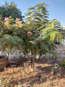 7' ft.  Tall Pink Mimosa Silk Tree 