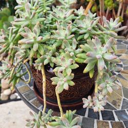 Graptosedum Francesco Baldi