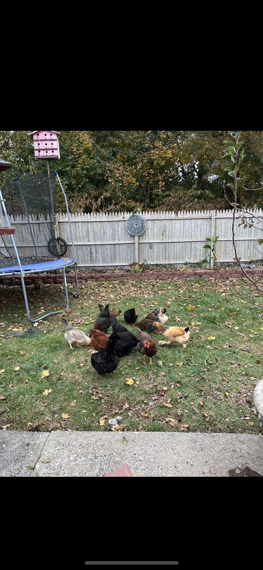 Fresh Organic Chicken Eggs.
