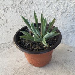 3 Inch Pot Succulent Plant - Senecio Kleiniiformis - Spear Head - Rooted & Established - Drought Resistant 🪴