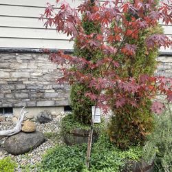 Red Oak Tree Approx 5’ Tall