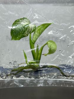 Monstera Devil Monster TC GRADE A