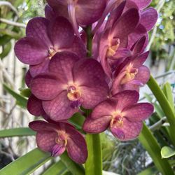 Blooming Vanda Orchid 
